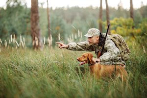 chasse chien adobestock