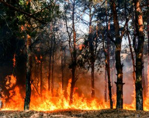 feu foret adobe stock