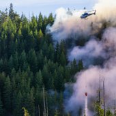 foret|feu|adobestock