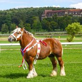 chevalardennais|hippodrome|vittel|©Jean-JacquesDALIA