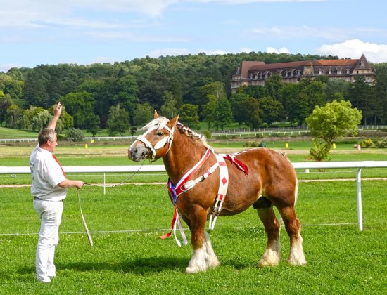 chevalardennais|hippodrome|vittel|©Jean-JacquesDALIA