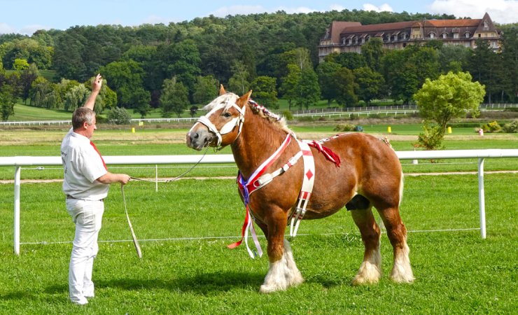chevalardennais|hippodrome|vittel|©Jean-JacquesDALIA