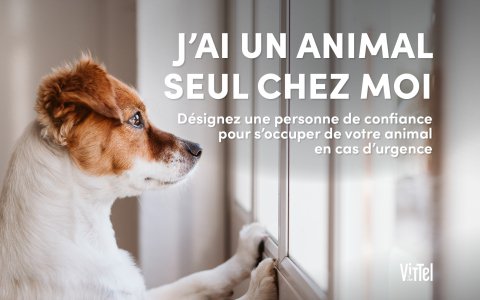 jai un animal seul chez moi|vittel|animal