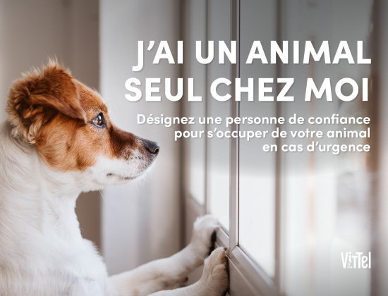 jai un animal seul chez moi|vittel|animal