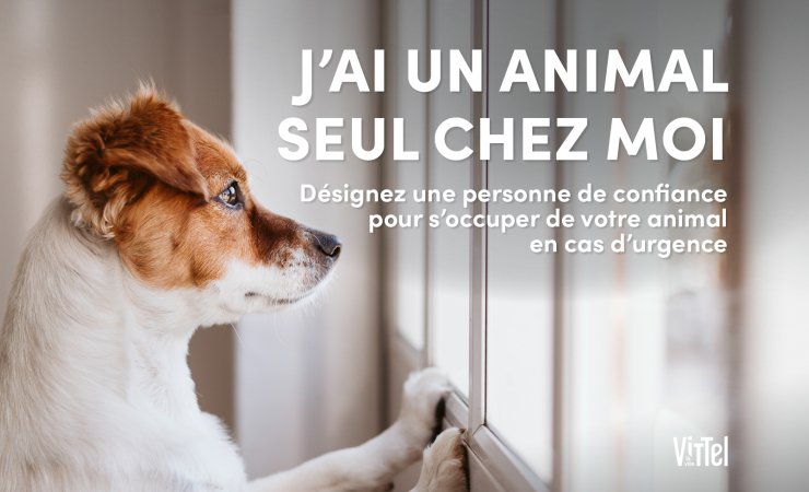 jai un animal seul chez moi|vittel|animal