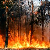 incendieforêt|adobestock