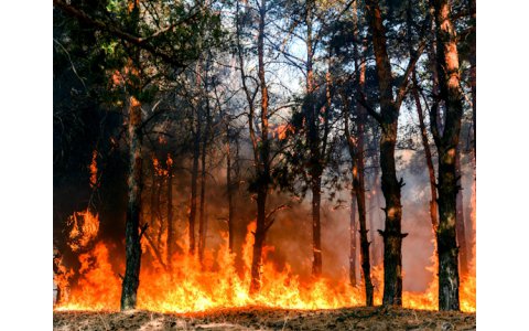 incendieforêt|adobestock