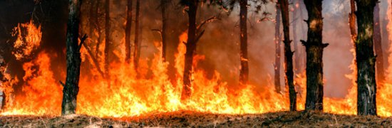 incendieforêt|adobestock