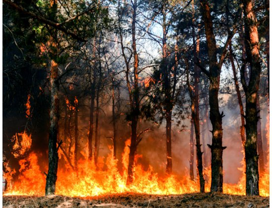 incendieforêt|adobestock