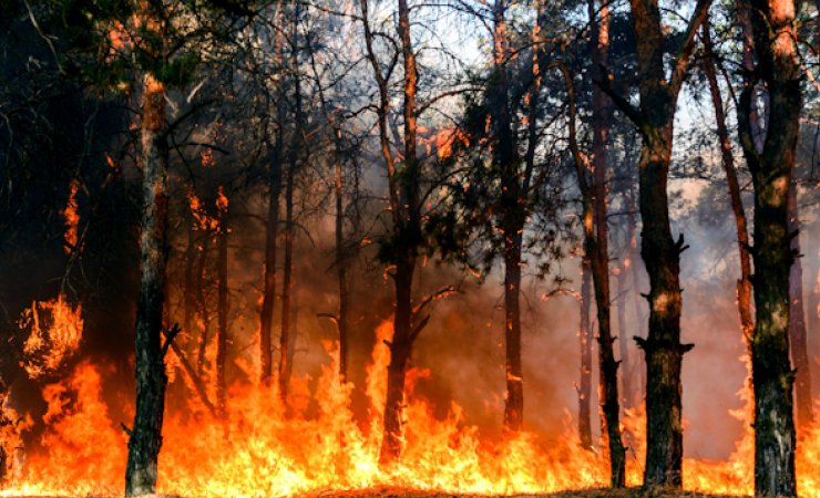 incendieforêt|adobestock