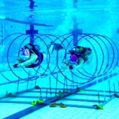 piscine|plongéesportive|anneaux|vittel|nageurs