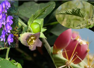 plantes|fleurs|graines|feuilles