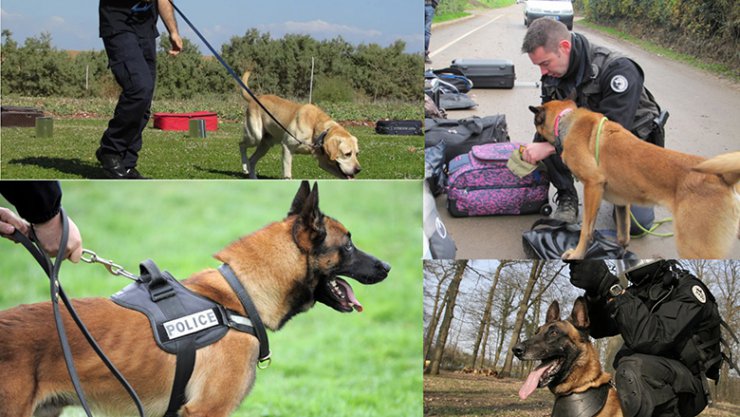 UCP|chiens|policier