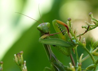 vittel||exposition|photographies|nature|
