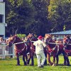 cheval|ardennais|hippodromevittel