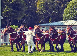 cheval|ardennais|hippodromevittel
