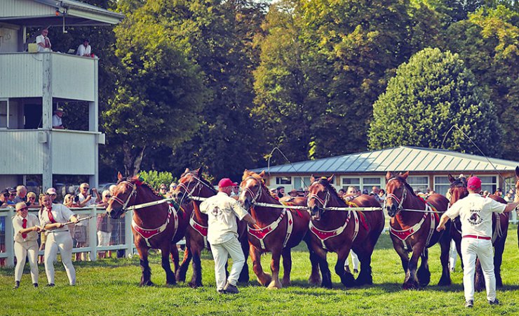 cheval|ardennais|hippodromevittel