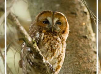 chouette|©denisludovicclaude