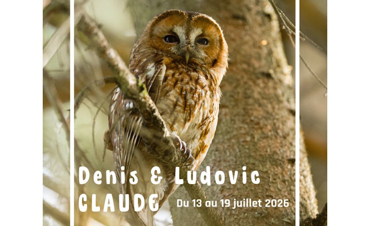 chouette|©denisludovicclaude