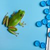 loto|grenouille|adobestock