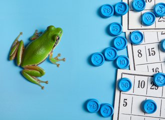 loto|grenouille|adobestock
