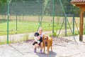canipsy|chien|vittel